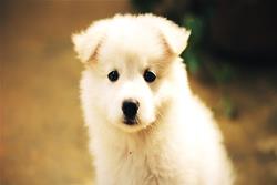 cachorro
