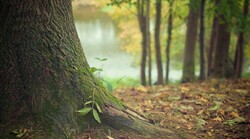 arboles